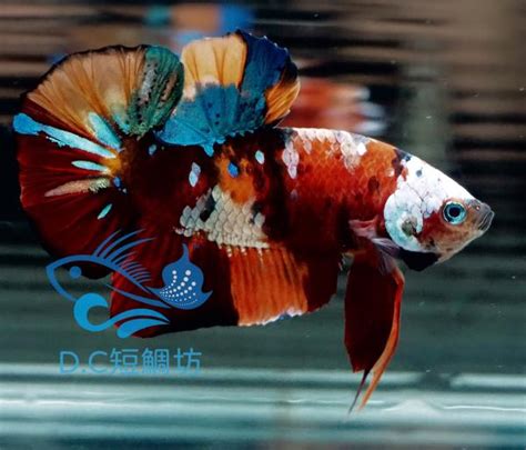 錦鯉鬥魚